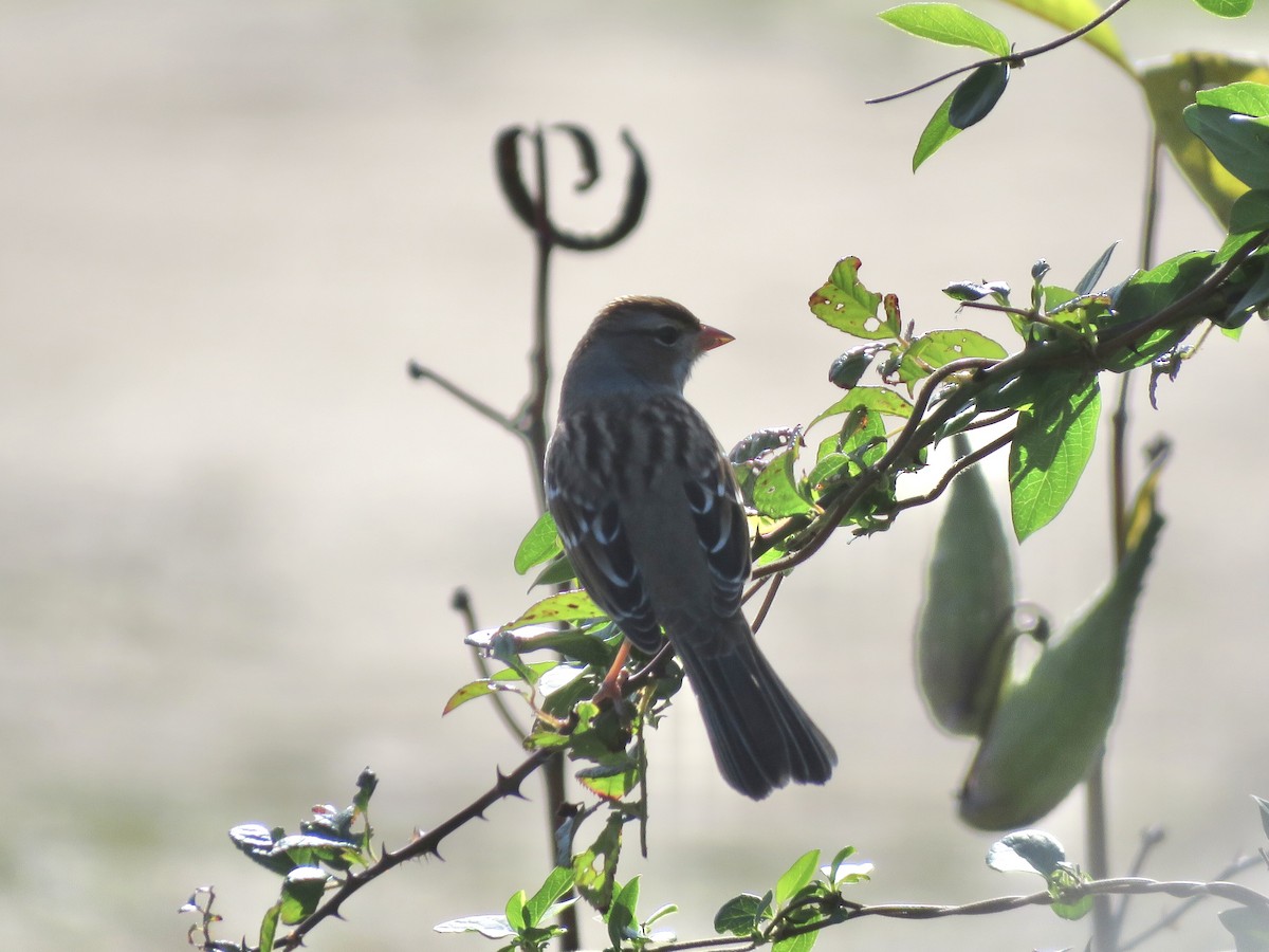White-crowned Sparrow - ML643259201