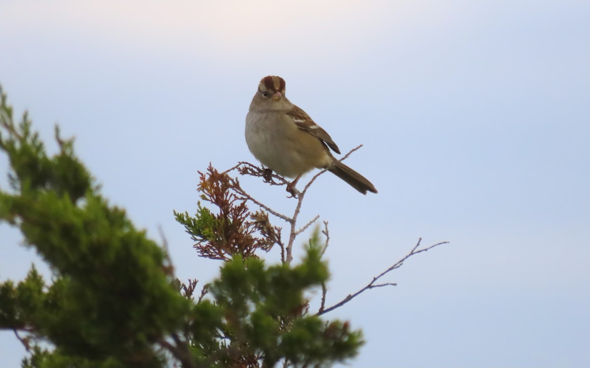 White-crowned Sparrow - ML643259230