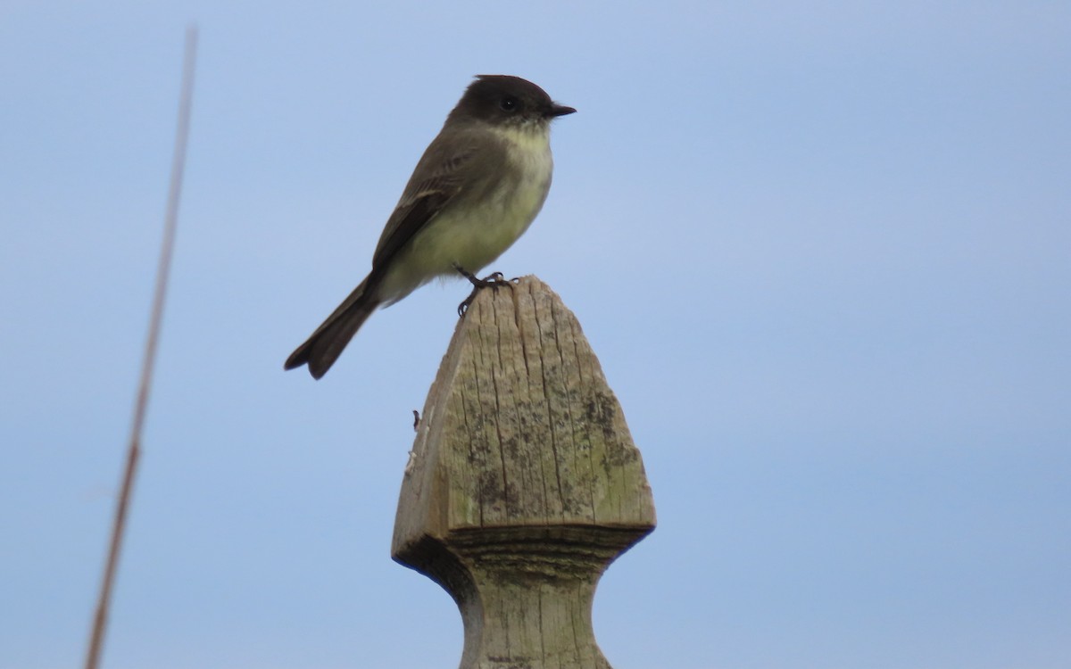 Eastern Phoebe - ML643259243