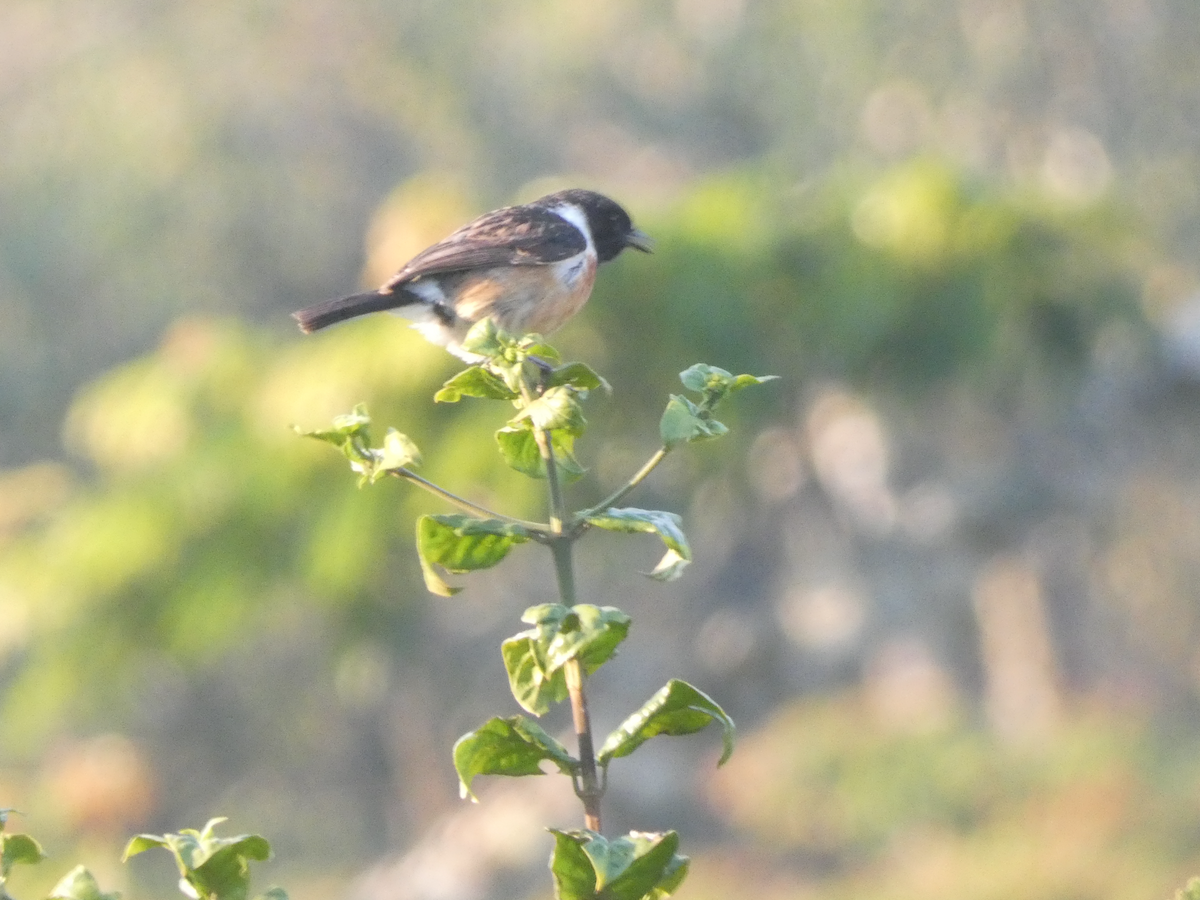African Stonechat - ML643259244