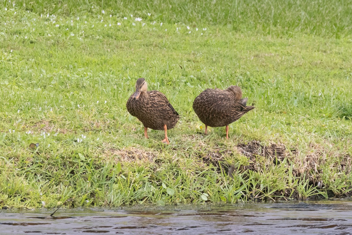 Florida Ördeği - ML643259253