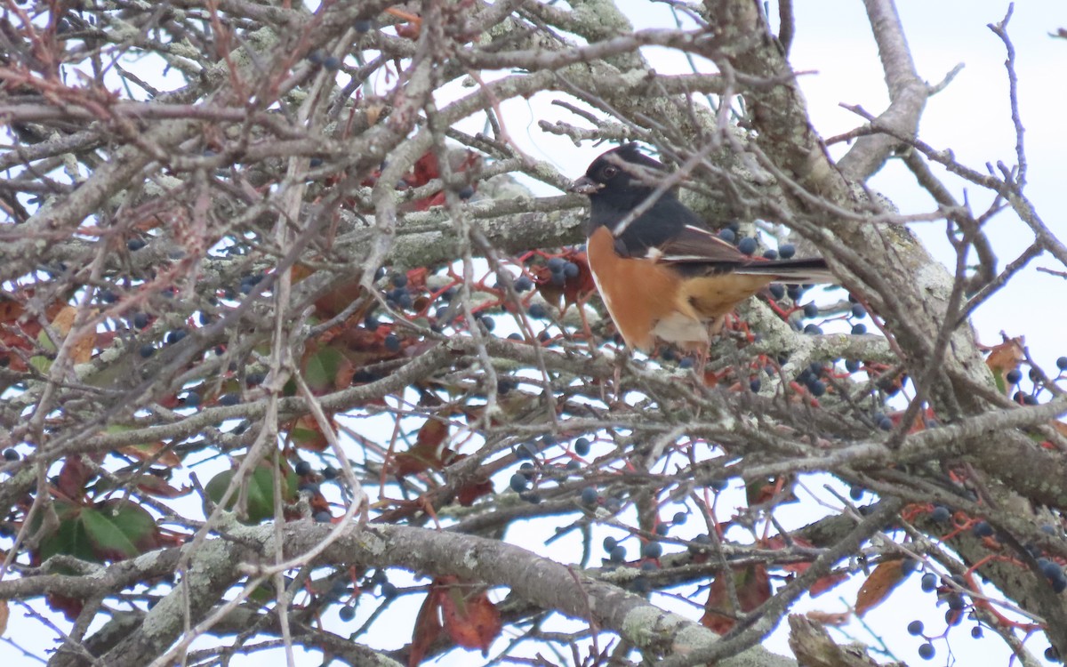 Eastern Towhee - ML643259254