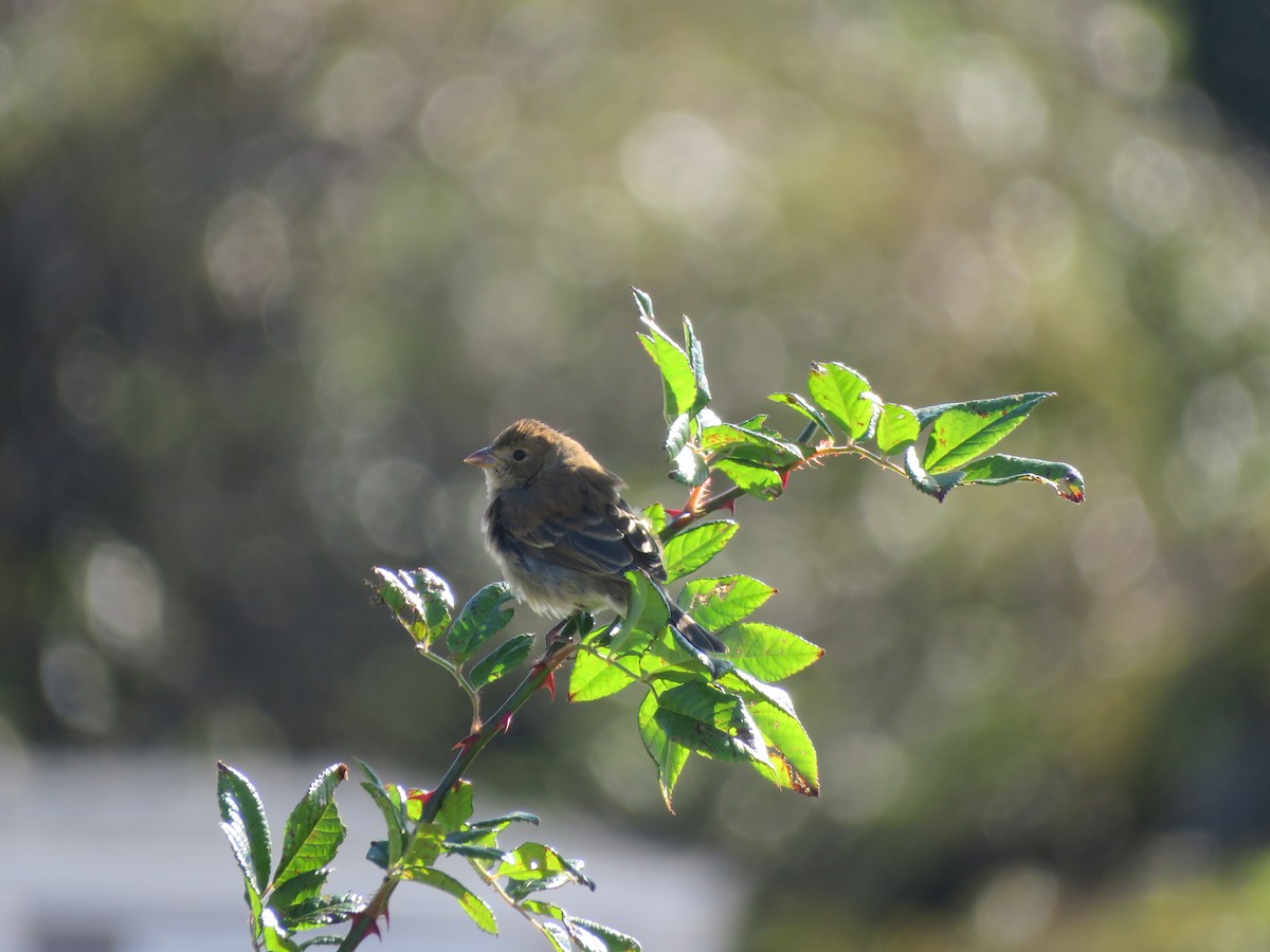 Indigo Bunting - ML643259261