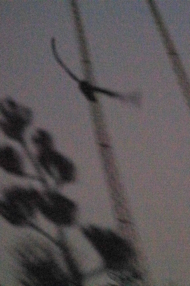 Mexican Whip-poor-will - ML643259264