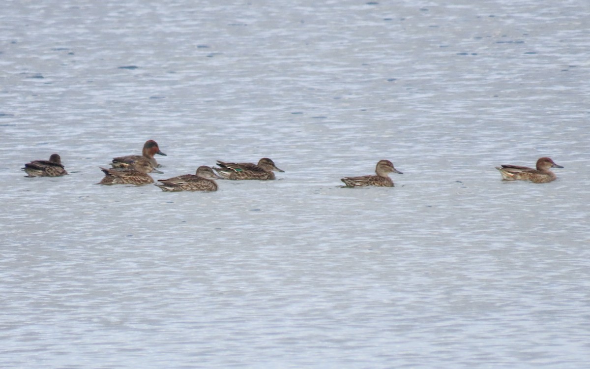 Green-winged Teal - ML643259267