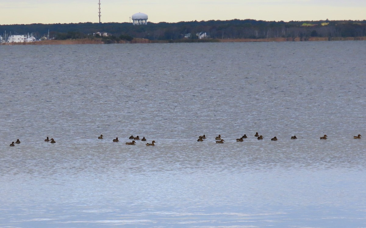 Green-winged Teal - ML643259268