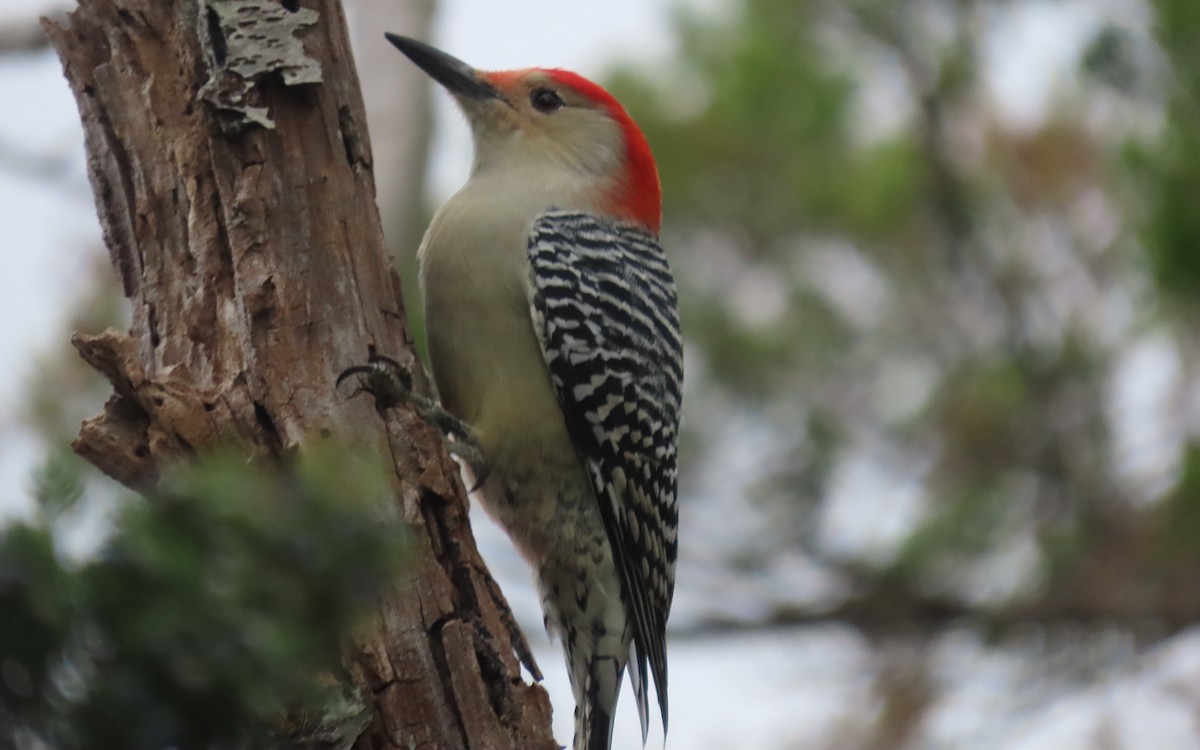 Red-bellied Woodpecker - ML643259300