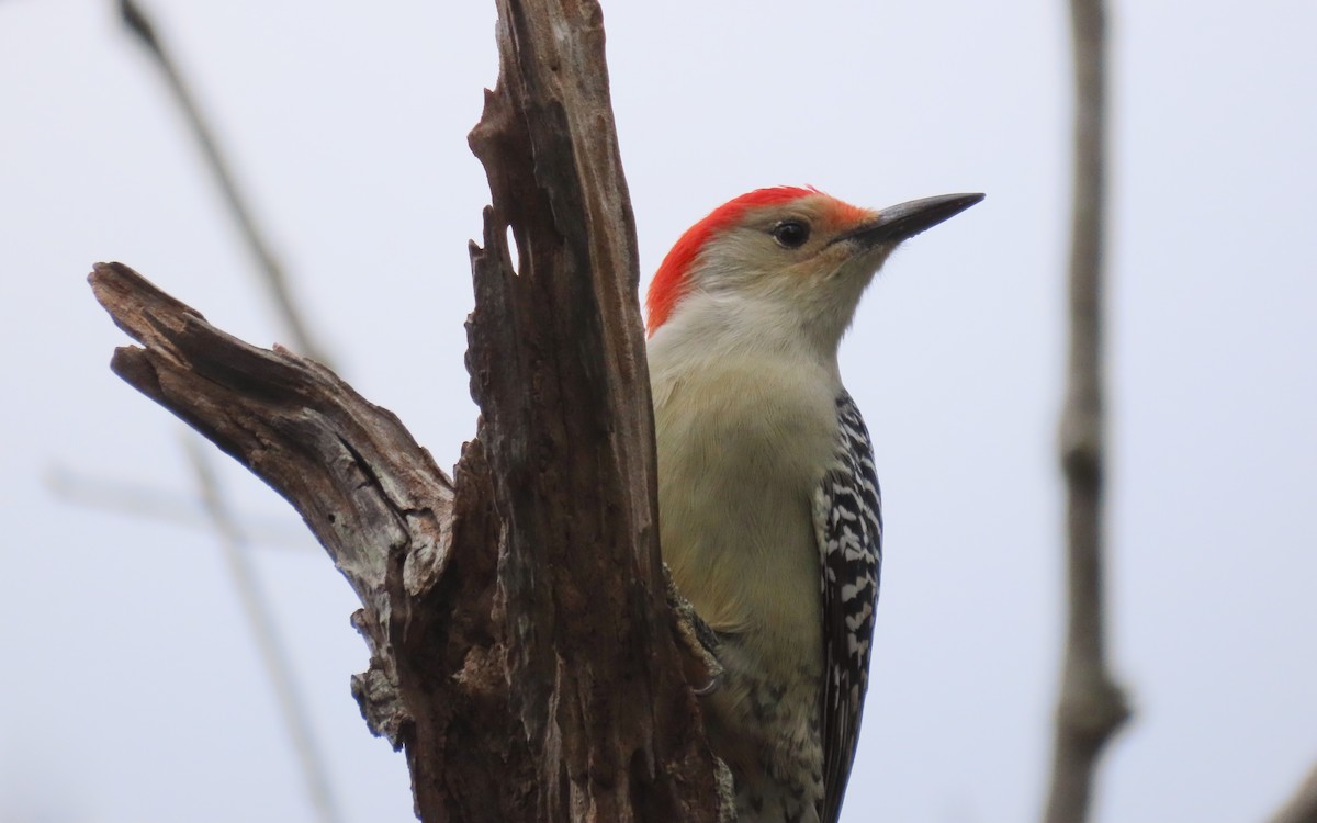 Red-bellied Woodpecker - ML643259308