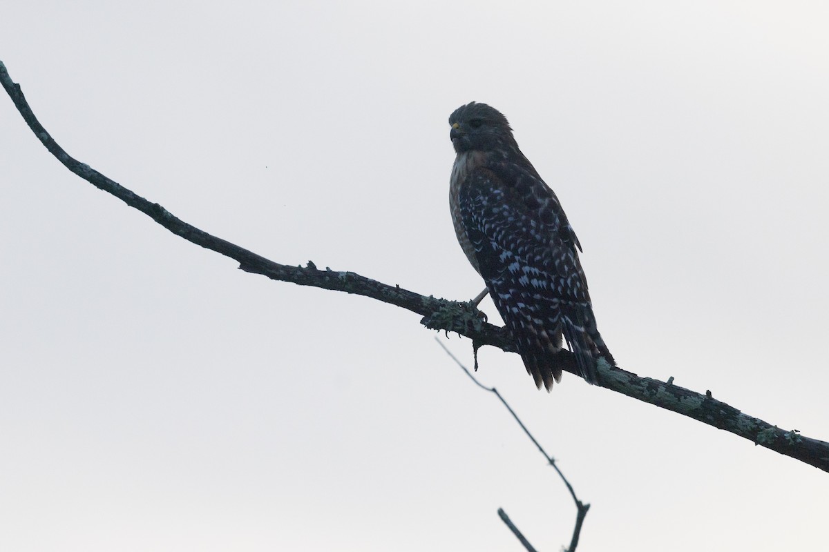 Red-shouldered Hawk - ML643259312
