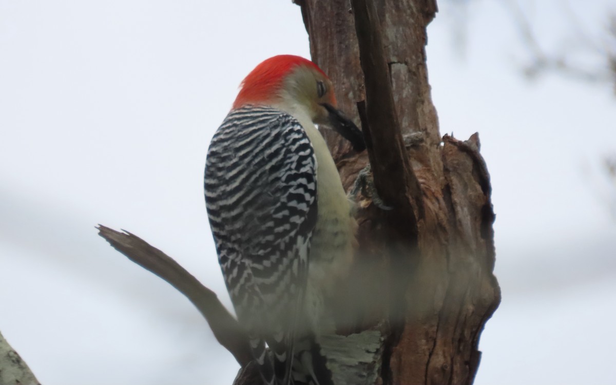 Red-bellied Woodpecker - ML643259317