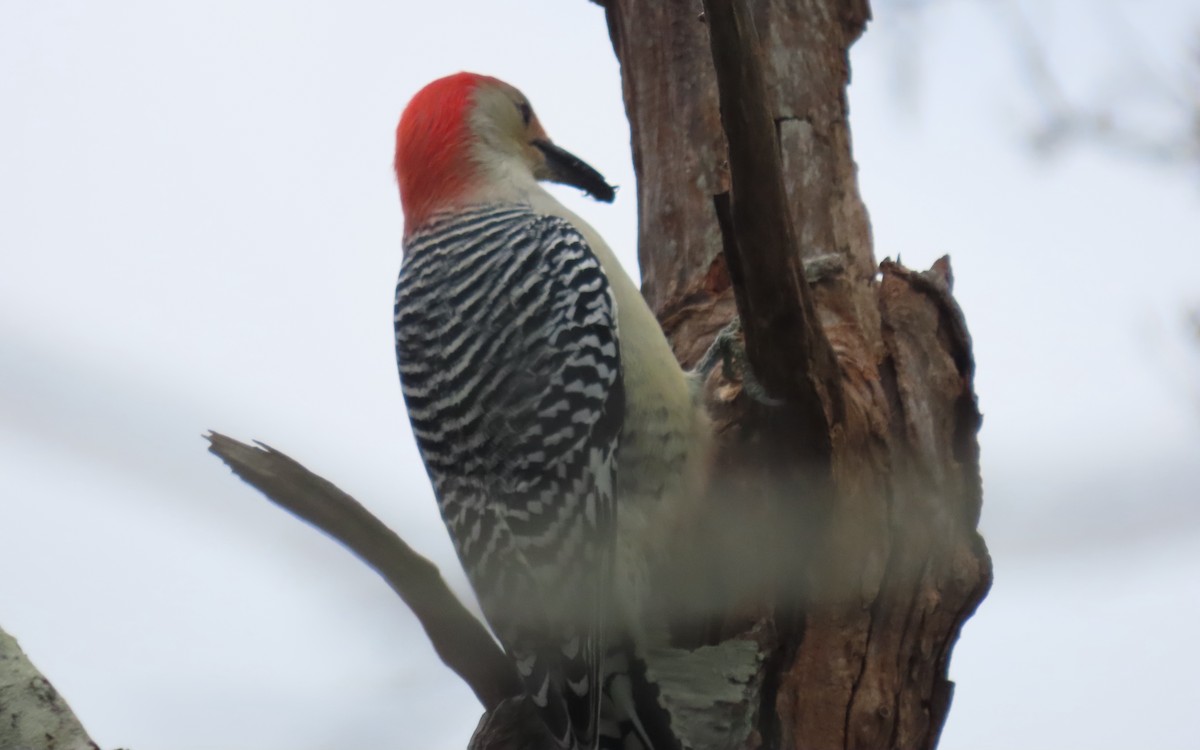 Red-bellied Woodpecker - ML643259326