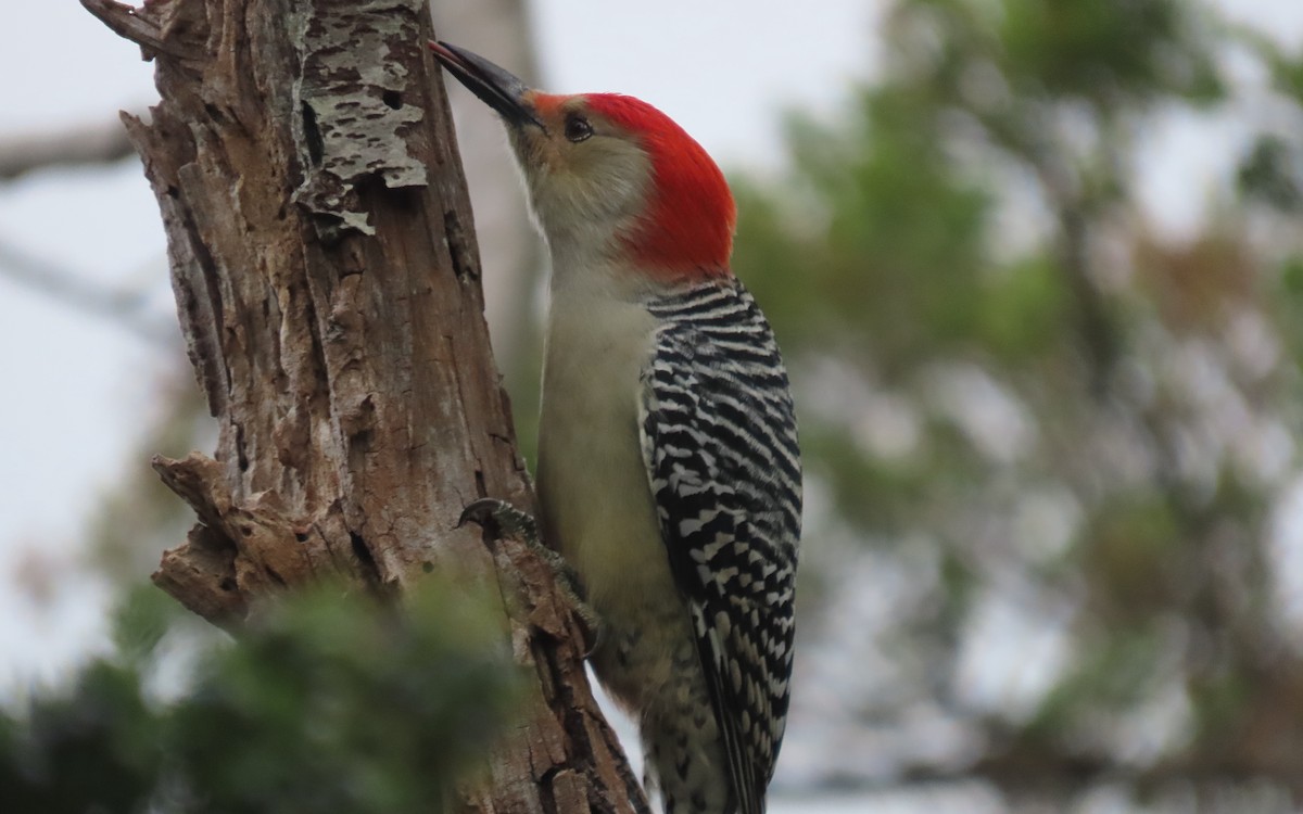 Red-bellied Woodpecker - ML643259328