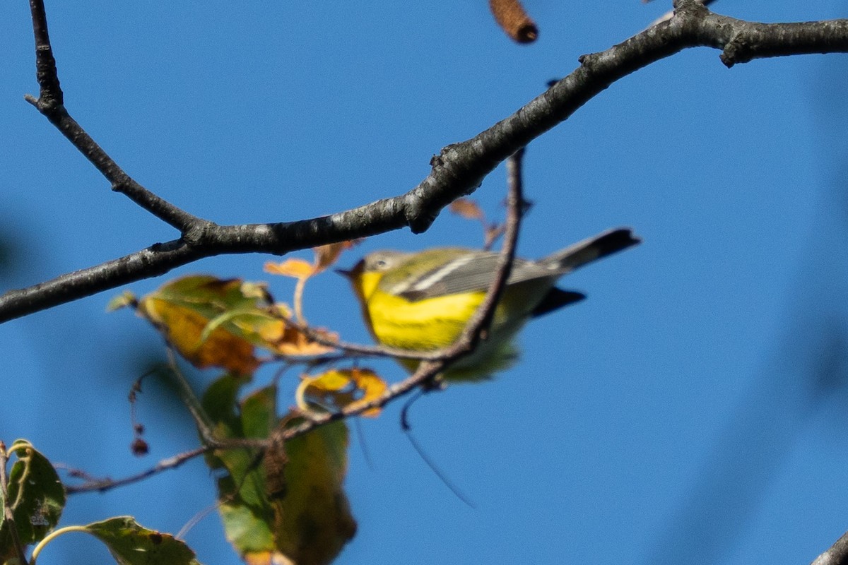 Magnolia Warbler - ML643259329