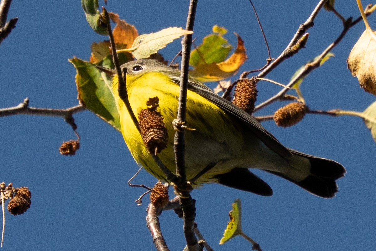 Magnolia Warbler - ML643259331