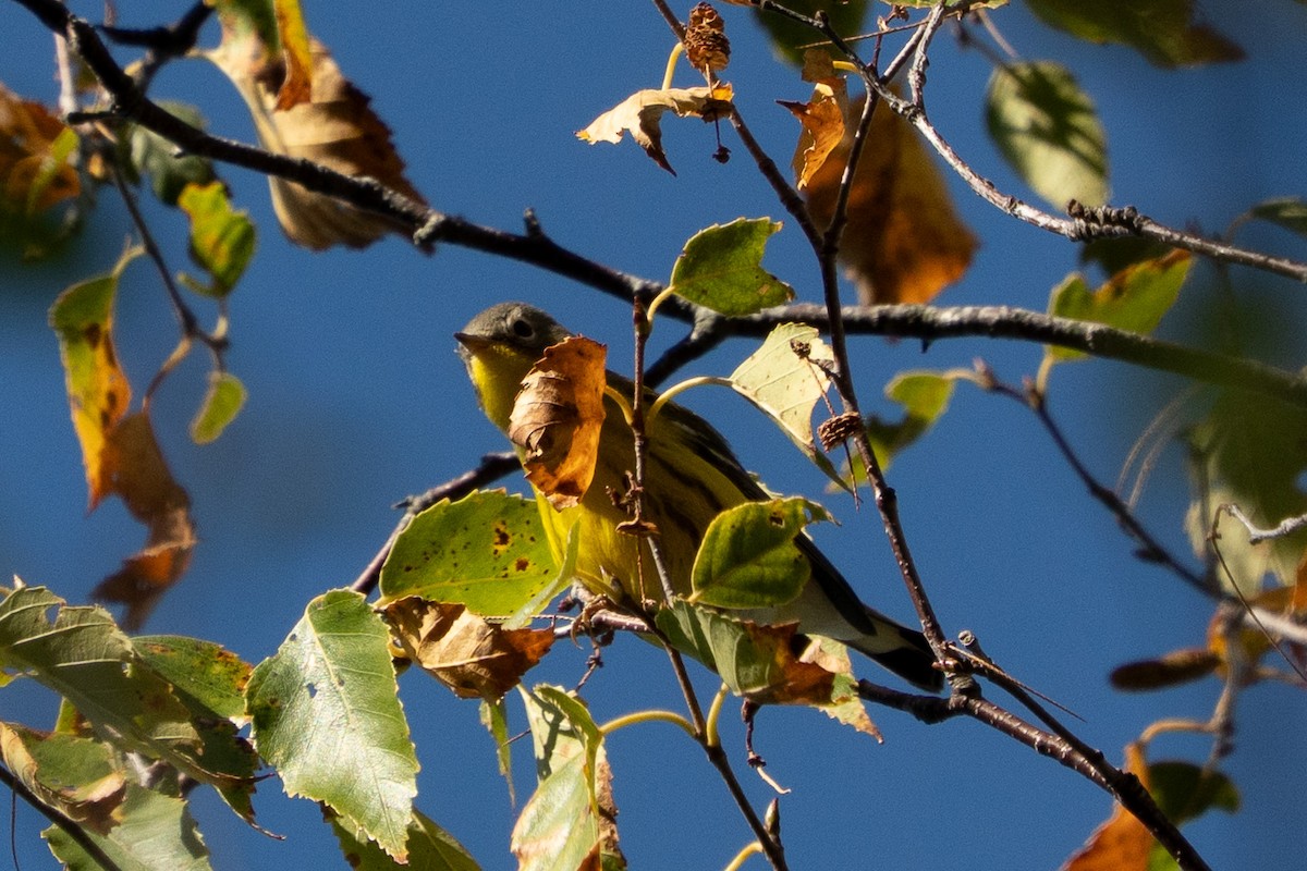 Magnolia Warbler - ML643259332