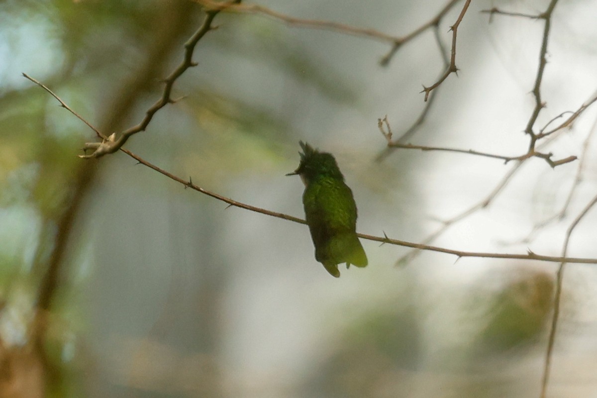 Antillean Crested Hummingbird - ML643259338