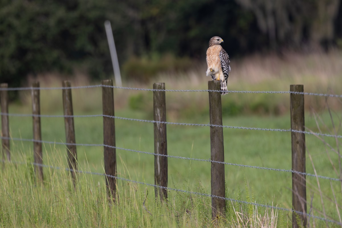 Red-shouldered Hawk - ML643259339