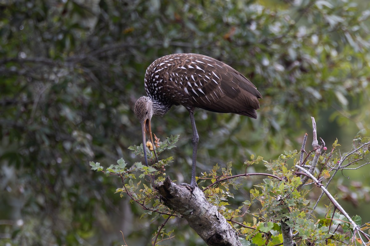 Limpkin - ML643259370