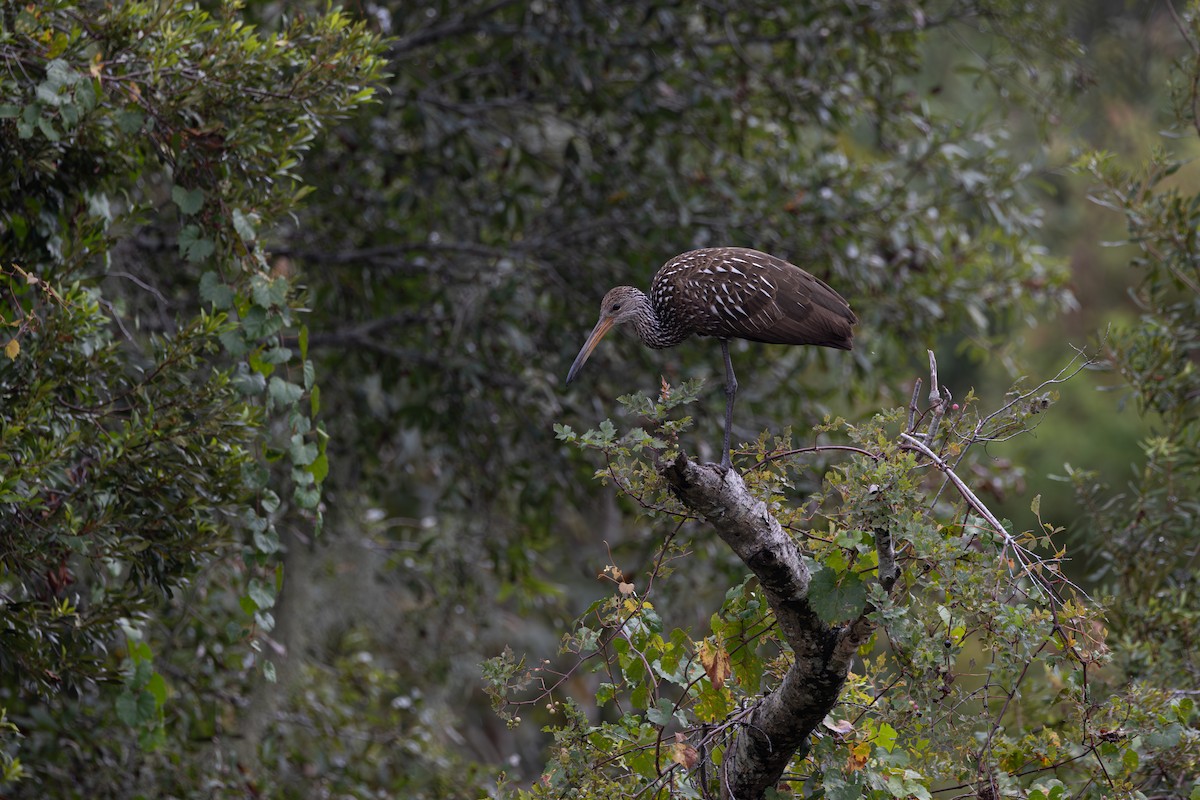 Limpkin - ML643259371