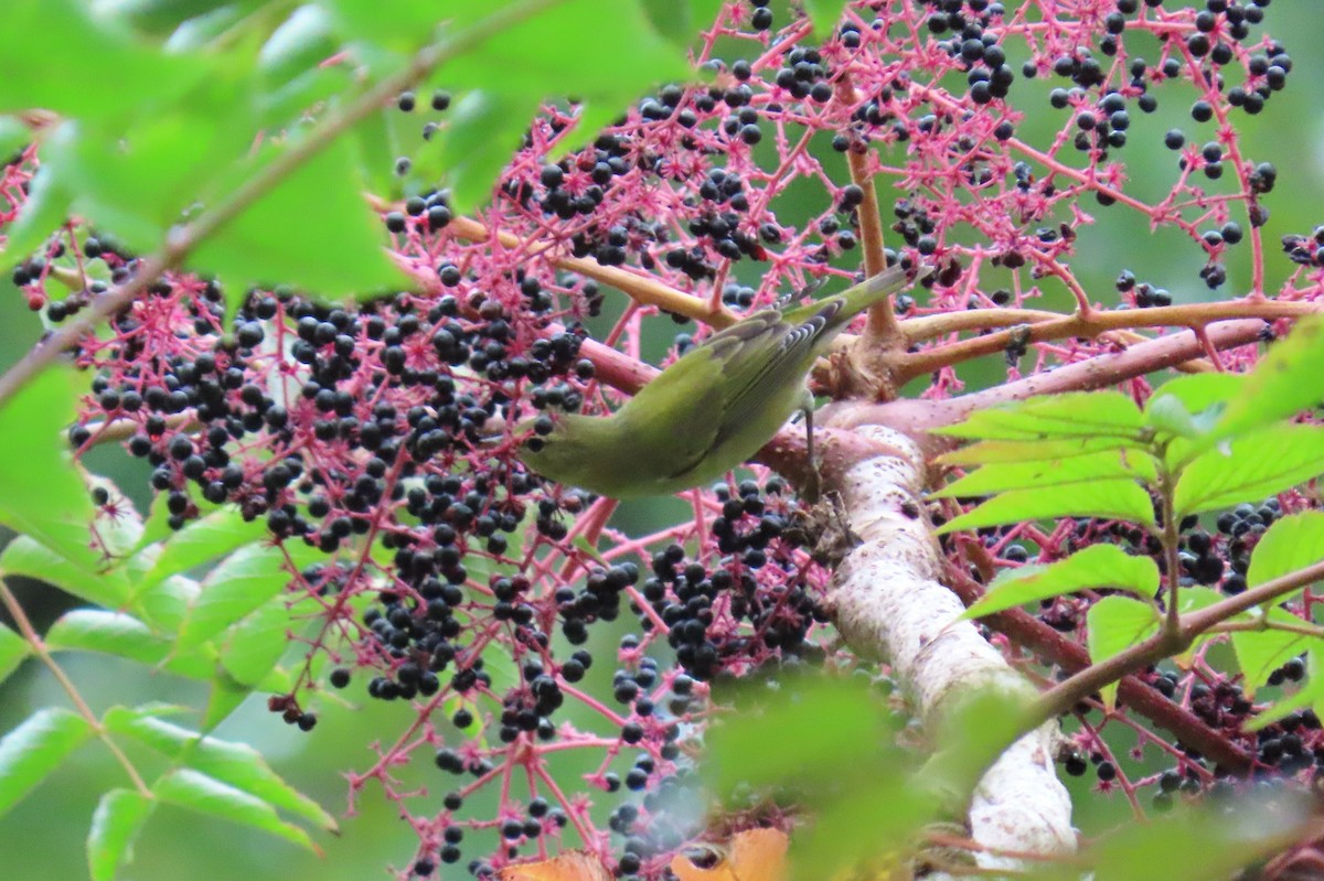 Tennessee Warbler - ML643259392