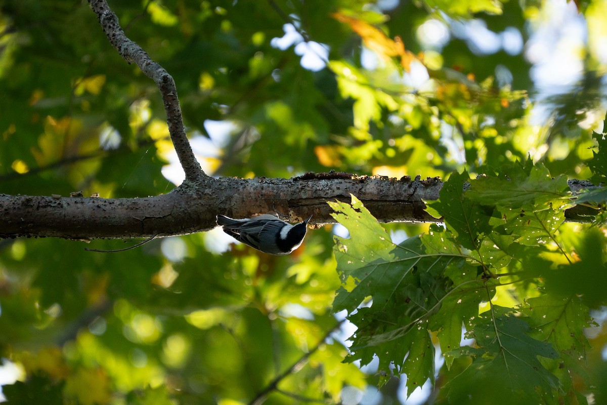 White-breasted Nuthatch - ML643259393