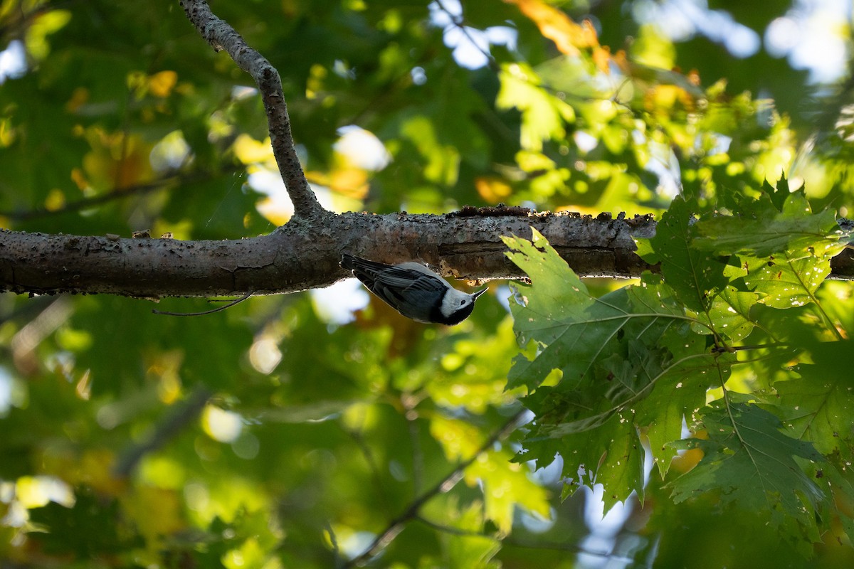 White-breasted Nuthatch - ML643259394