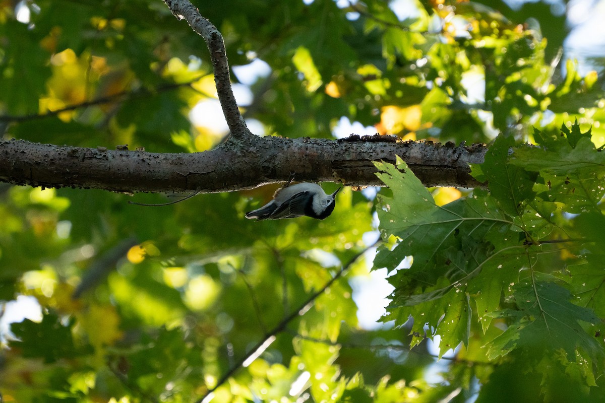 White-breasted Nuthatch - ML643259395