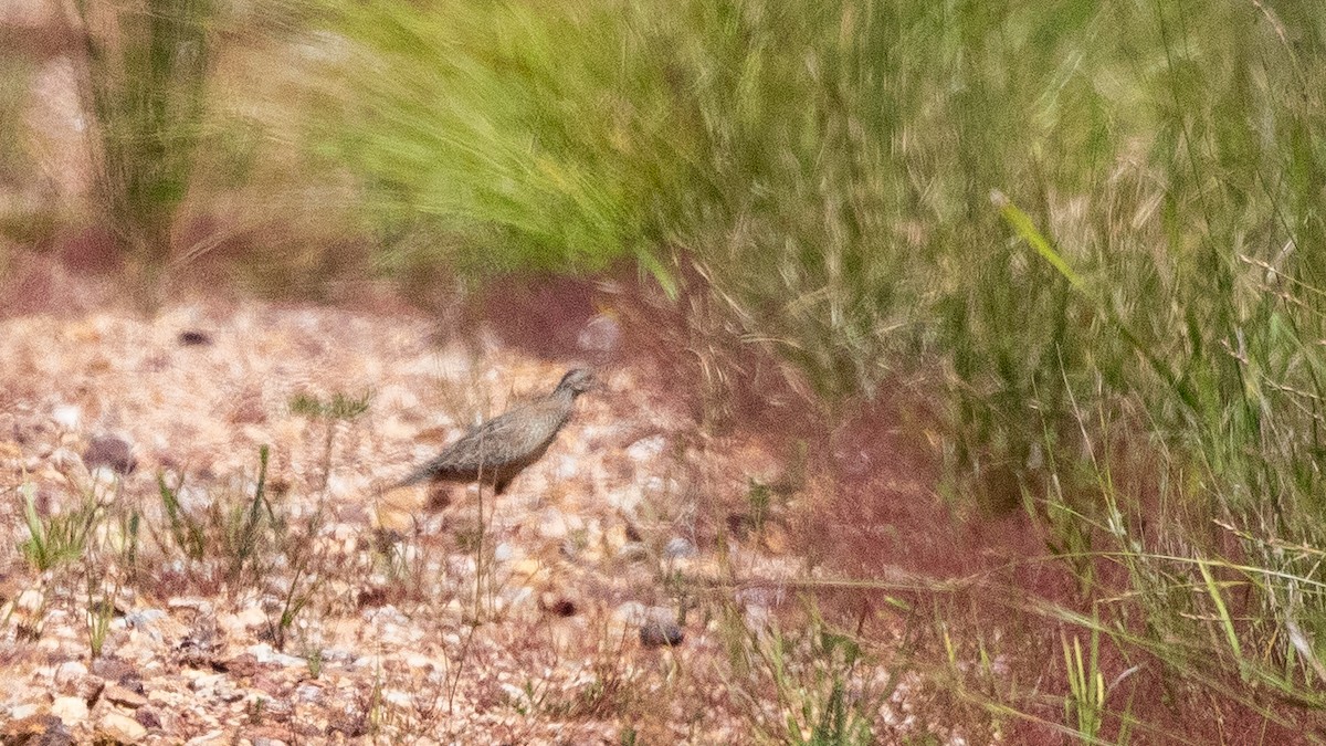 Painted Buttonquail - ML643259418