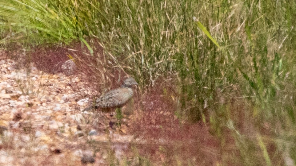 Painted Buttonquail - ML643259419