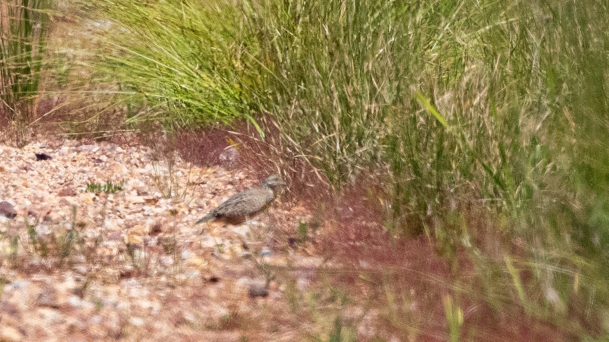 Painted Buttonquail - ML643259420