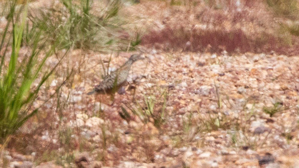 Painted Buttonquail - ML643259421