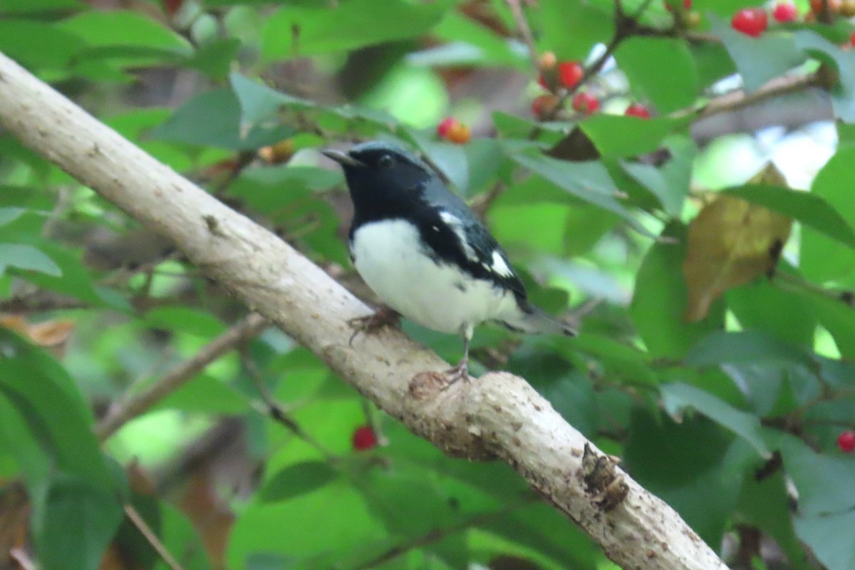 Black-throated Blue Warbler - ML643259422