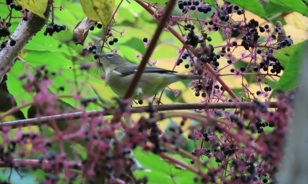 Black-throated Blue Warbler - ML643259423