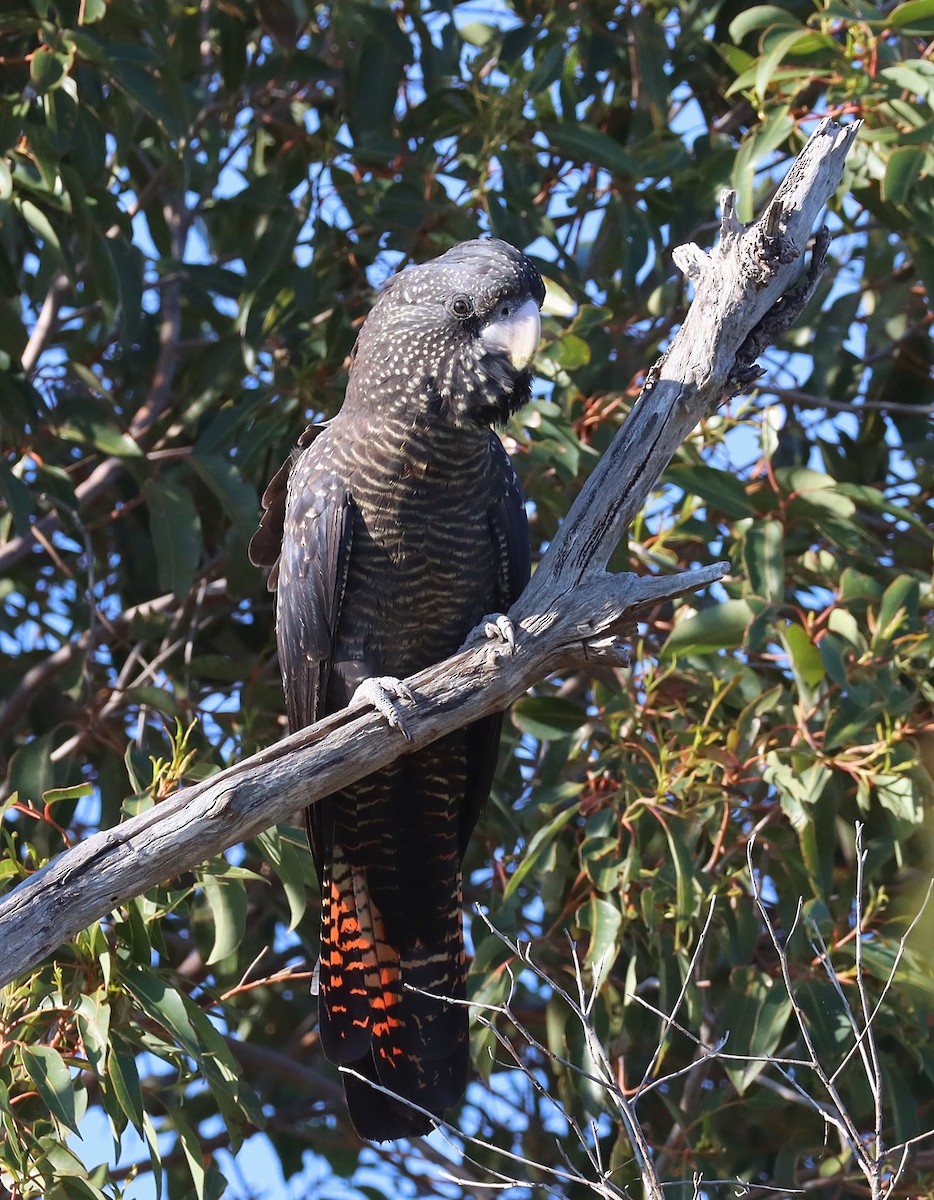 Red-tailed Black-Cockatoo - ML643259444