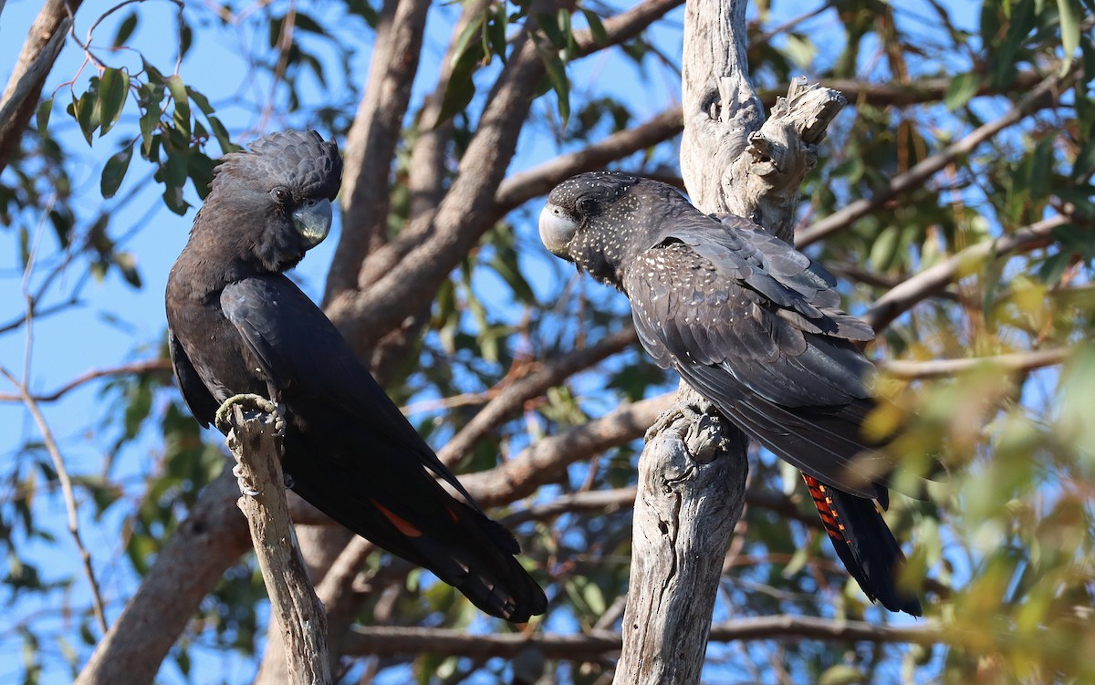 Red-tailed Black-Cockatoo - ML643259445