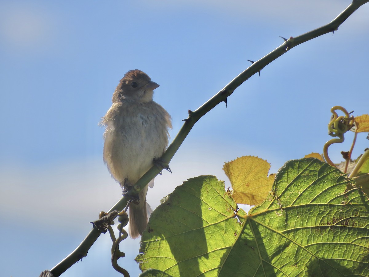 Indigo Bunting - ML643259450