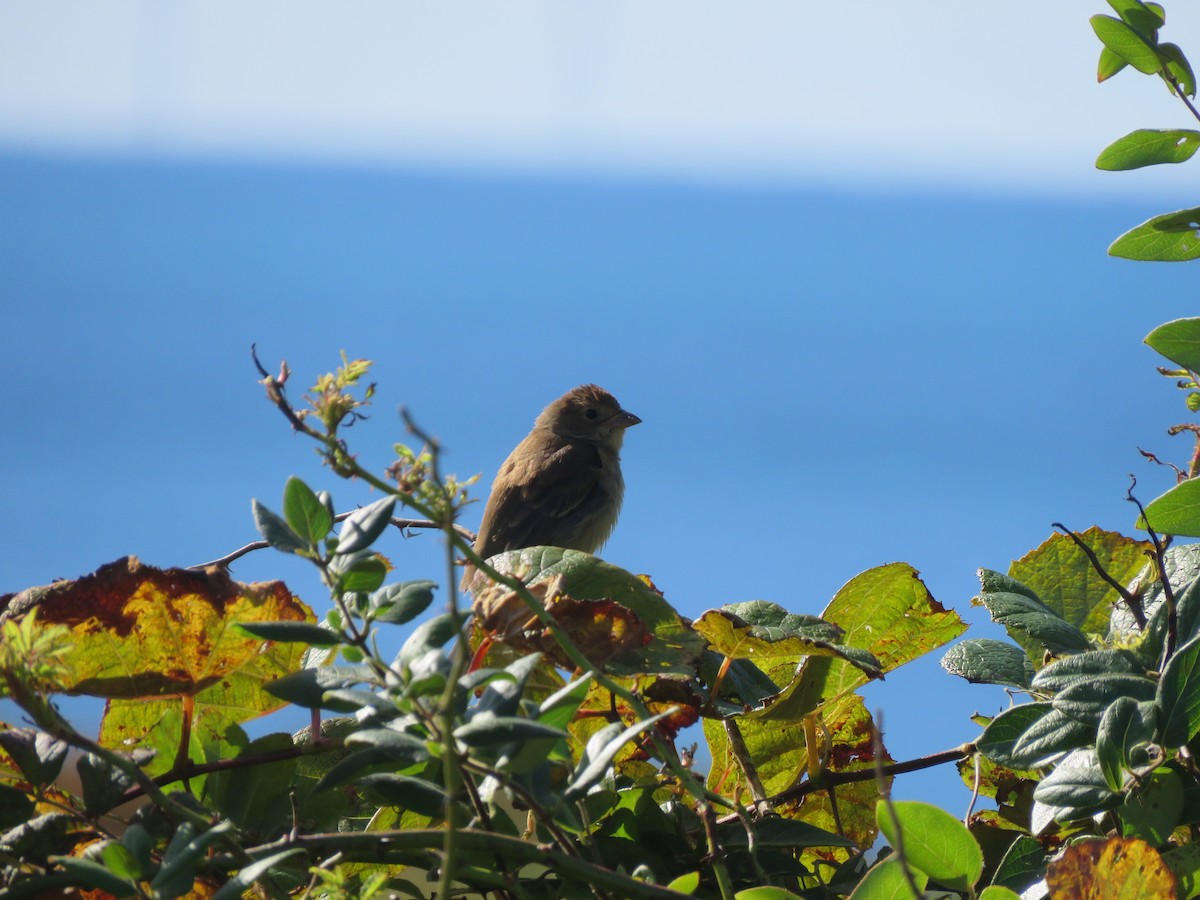 Indigo Bunting - ML643259451