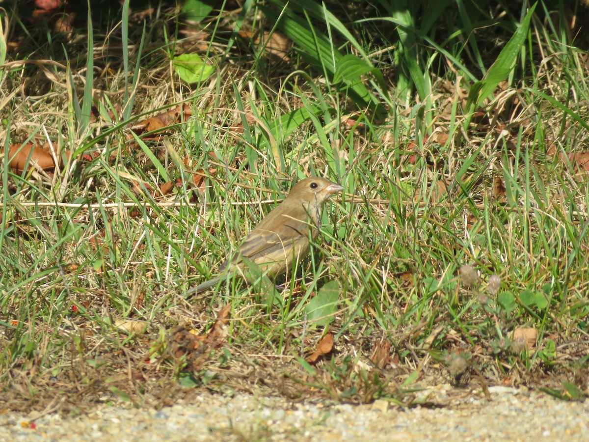 Indigo Bunting - ML643259452