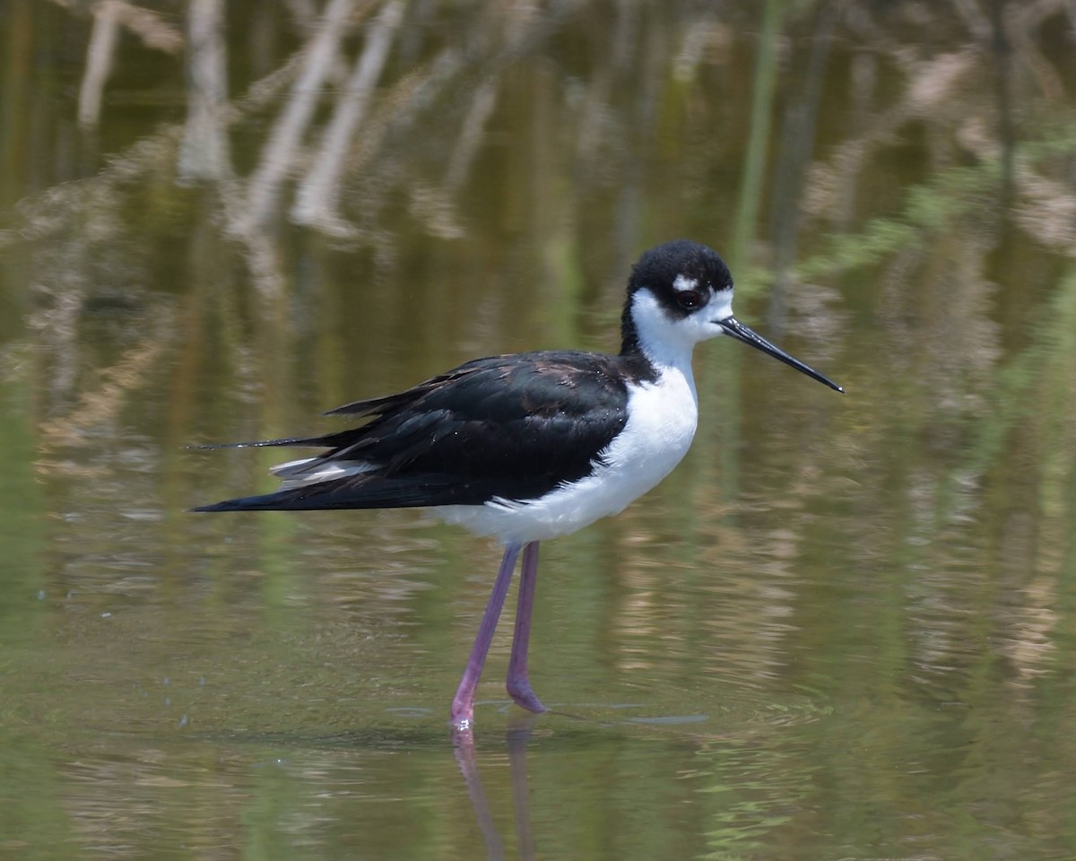 Black-necked Stilt - ML643259467