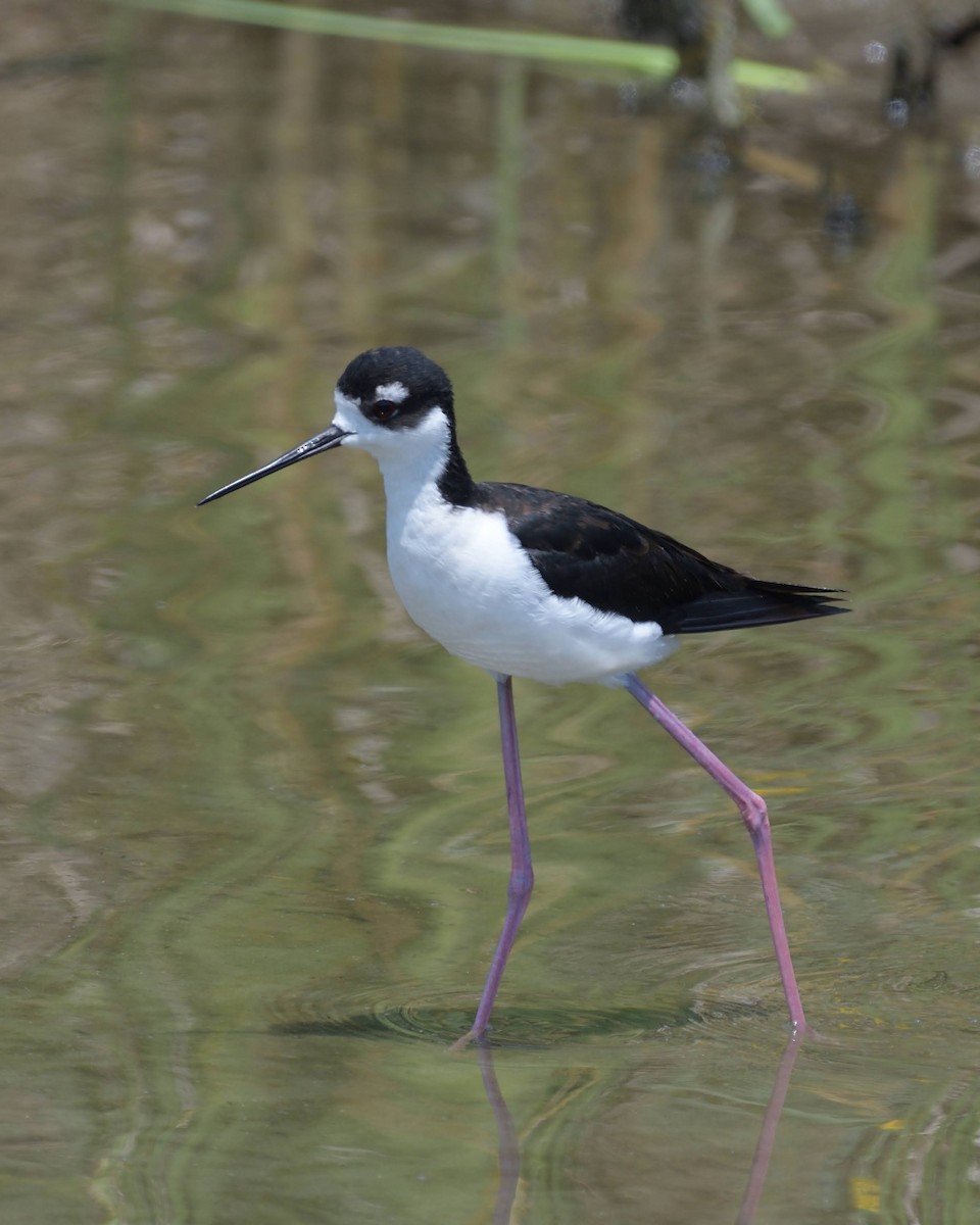 Black-necked Stilt - ML643259468