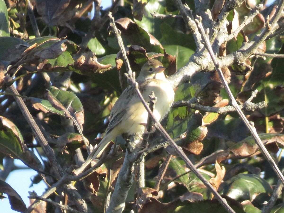 Dickcissel - ML643259474