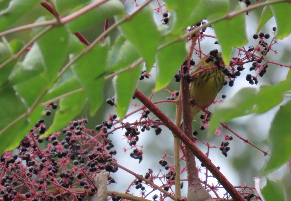 Cape May Warbler - ML643259482