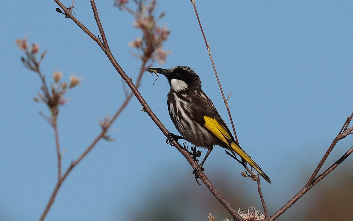 White-cheeked Honeyeater - ML643259483