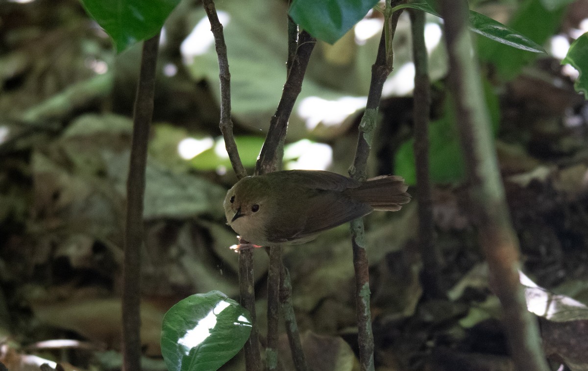 Large-billed Scrubwren - ML643259505