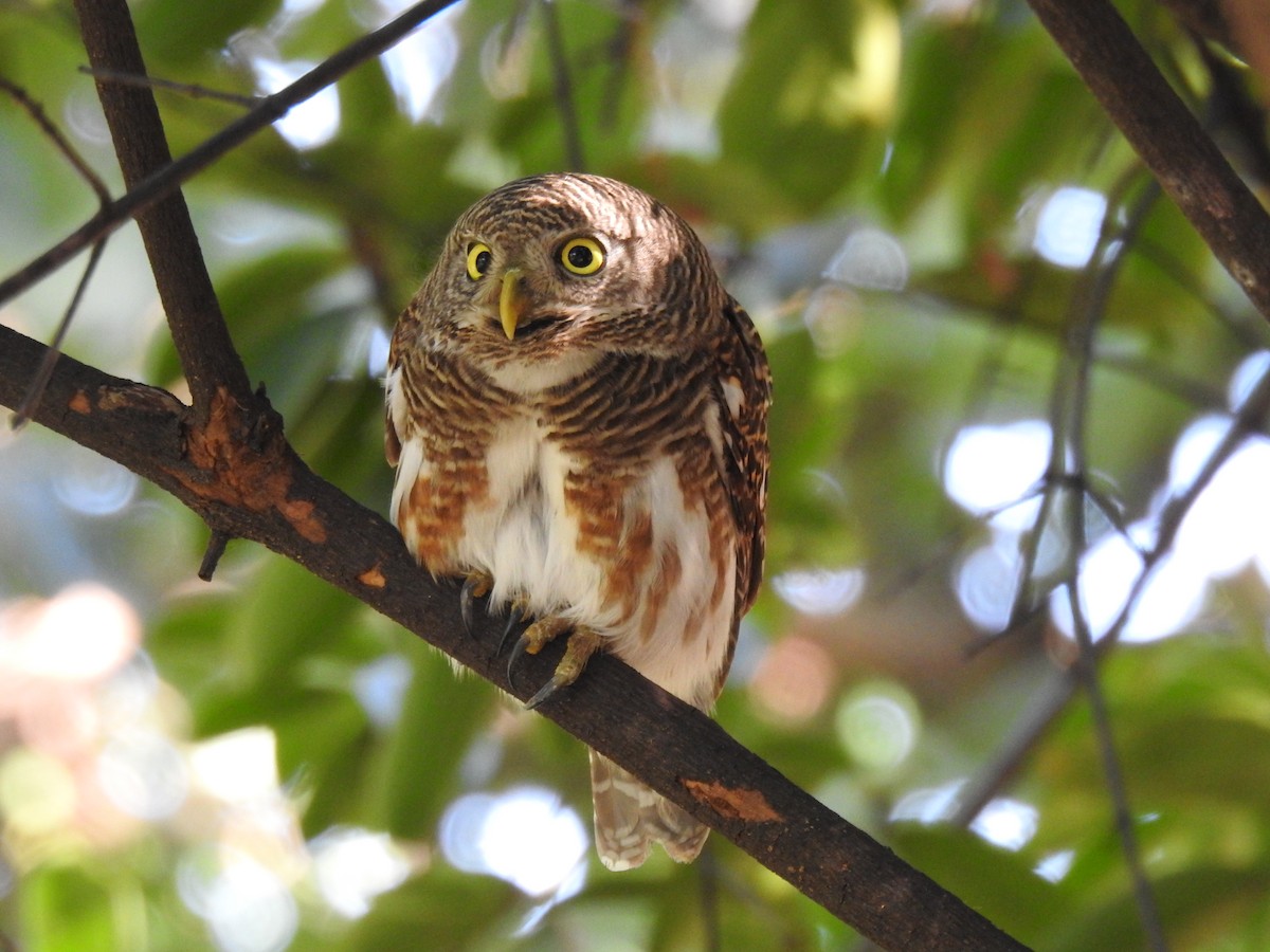 Asian Barred Owlet - ML643259519