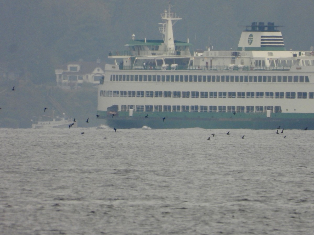 Short-tailed Shearwater - ML643259522