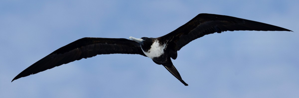 Magnificent Frigatebird - ML643259534