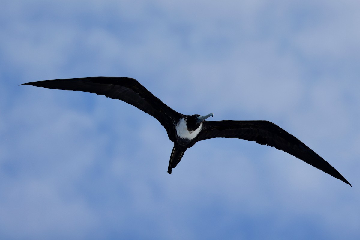 Magnificent Frigatebird - ML643259535