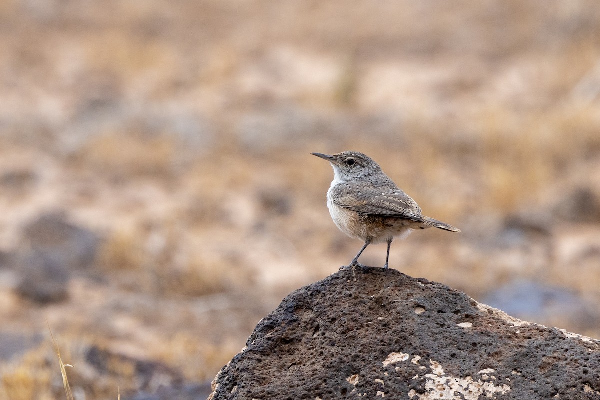 Rock Wren - ML643259553