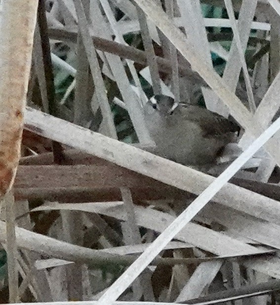 Marsh Wren - ML643259568